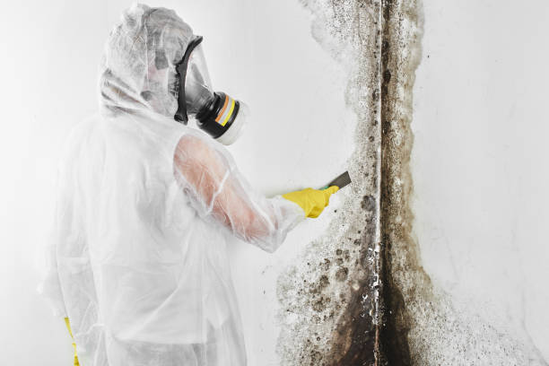 Trusted Ravenna, MI Mold Removal Experts