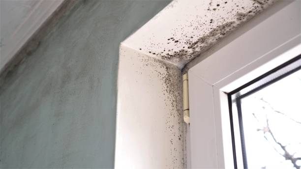 Best Local Mold Removal Service  in Ravenna, MI