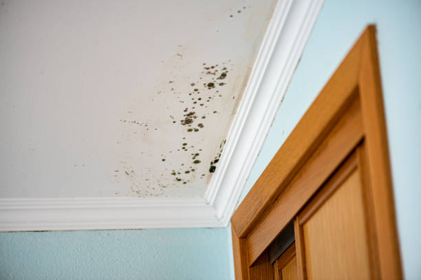 Best Mold Removal Specialists  in Ravenna, MI