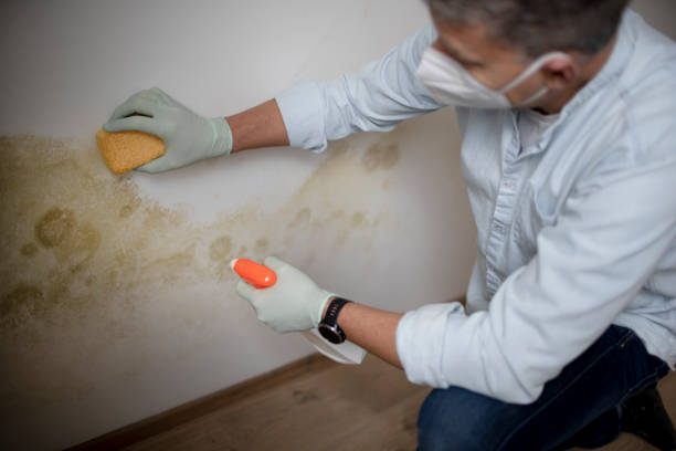 Best Home Mold Removal  in Ravenna, MI
