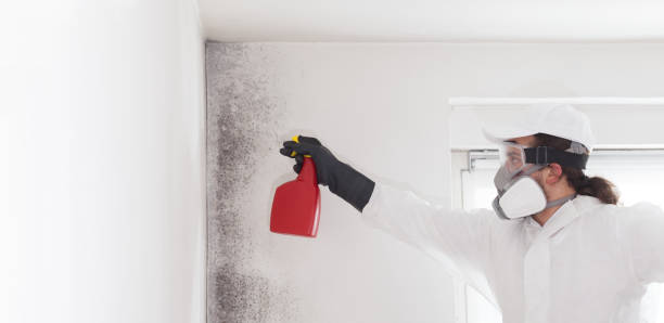 Best Residential Mold Removal  in Ravenna, MI