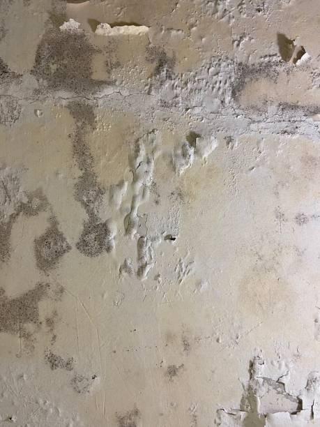 Best Same-Day Mold Removal  in Ravenna, MI