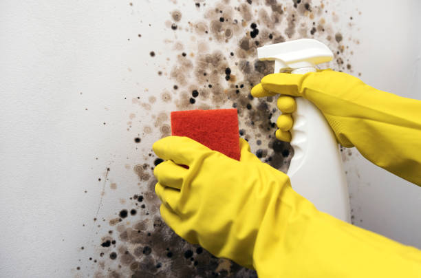 Best Emergency Mold Removal  in Ravenna, MI