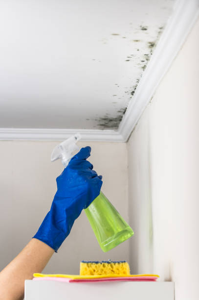 Best Mold Testing  in Ravenna, MI