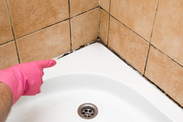 Best Black Mold Removal  in Ravenna, MI